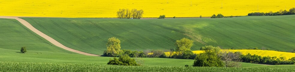 yellow field in panoramic view