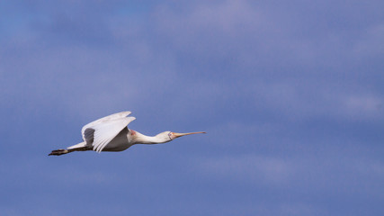 Fototapeta na wymiar Yellow-Billed Spoonbill in Flight