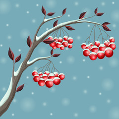 Winter branch with red berry and leaf, covered with snow. Illustration for Christmas