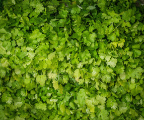Obraz premium Spices in a supermarket - cilantro.