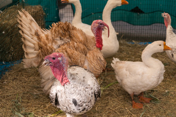 Turkeys and geese in a cage. Selective focus.