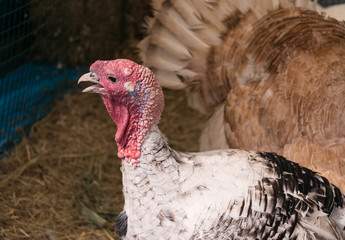 Turkey in a cage. Selective focus.