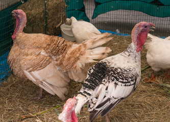 Turkeys and geese in a cage. Selective focus.