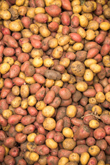 potato background