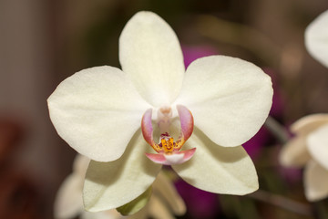 orchid flower