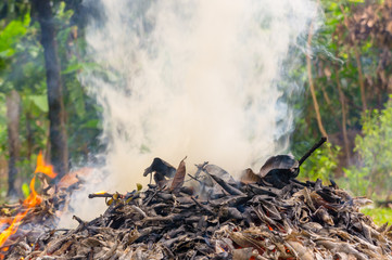 Burning dry leaf fallen - Environmental and air pollution issues