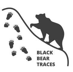 black bear traces