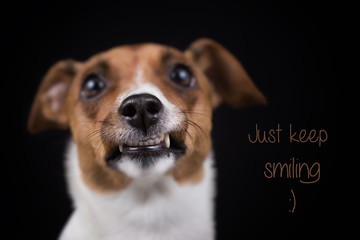 Just keep Smiling... Jack Russel Hund lächelt