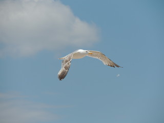 Gull