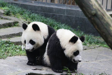 Obraz premium Baby Pandas
