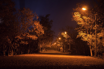 Autumn night landscape in the park