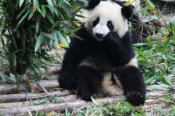Naklejka premium Baby Panda with Bamboo Leaves