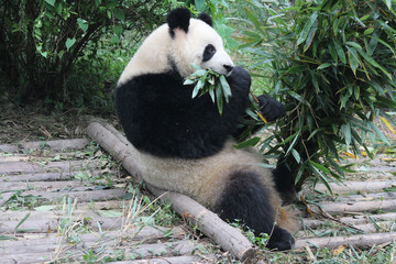 Naklejka na ściany i meble Panda is eating Bamboo Leaves