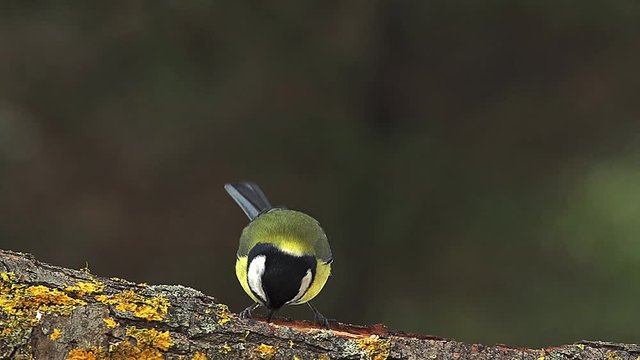 Great Tit, parus major, Adult Flapping Wings and Taking off from Branch, Normandy, Slow motion