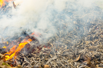 Burning dry leaf fallen - Environmental and air pollution issues