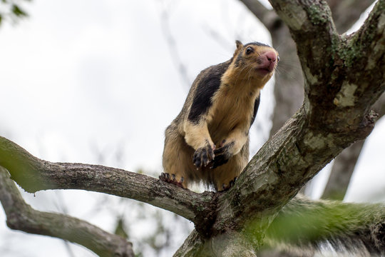 Ratufa. Giant Ceylon Squirrel. This rodent is very large bushy tail. Stock  Photo | Adobe Stock