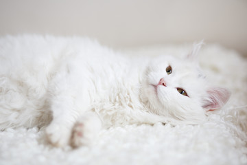 white cat - 127274080