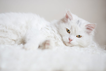 white cat - 127274088