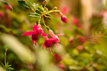 Fleur de fuchsia 