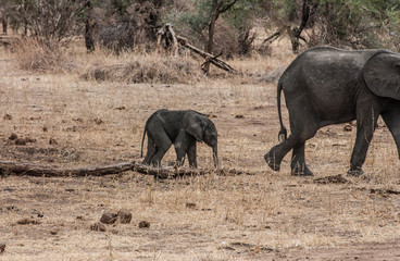 Fototapeta premium tiny elephant, baby elephant, mother elephant, adult elephant
