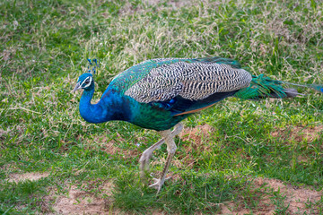 Peacock in the Yala National Park, Sri Lanka, safari