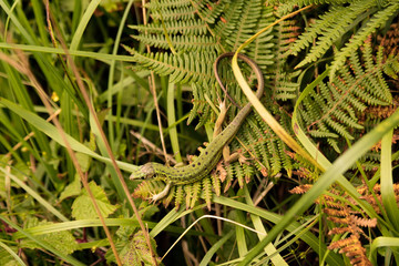 Lézard dans les fougères
