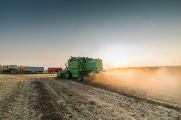 Obraz premium soybean harvest in autumn