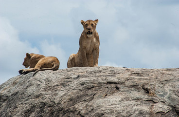 lions of safari kenya tanzania