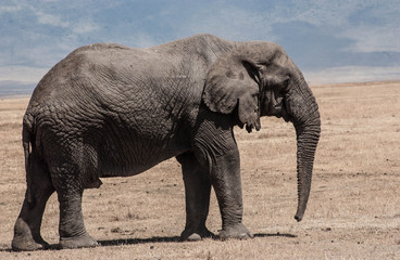 Fototapeta na wymiar march of the elephant 2, this is what I look like, peril d'elephant