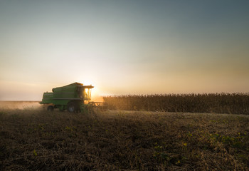 Fototapeta premium soybean harvest in autumn