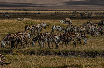 Fototapeta na wymiar zebras in group, congo