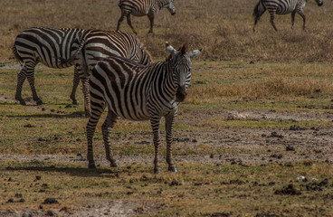 Fototapeta na wymiar Tanzanian Zebra