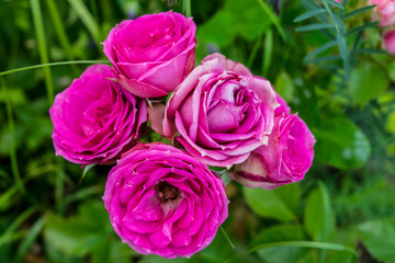 Bush pink roses in a garden at green leafs background