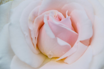 Pale Pink Rose macro with drop