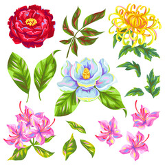 China flowers set. Bright buds of magnolia, peony, rhododendron and chrysanthemum
