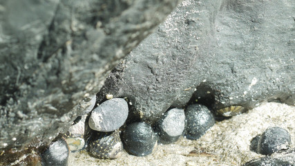Marine molluscs within the intertidal zone
