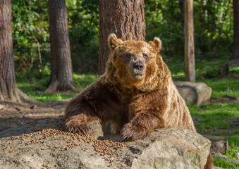 Fototapeta na wymiar Brown Bears