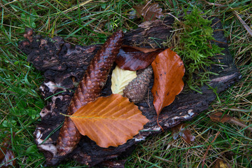 Baumrinde mit Zapfen und herbstlichen Blättern
Bark with cones and autumnal leaves
