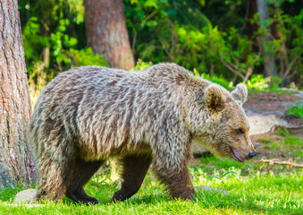 Fototapeta premium Brown Bears