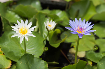 Purple lotus Water lily with green leaves in pond