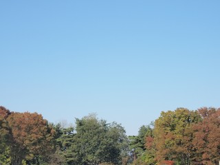 公園の樹木と青空_3