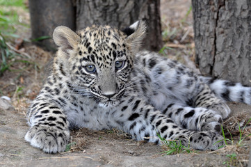 Junger Persischer Leopard