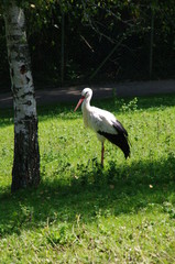 Cigogne