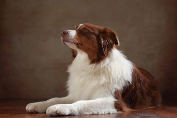 Australian Shepherd im Studio liegend