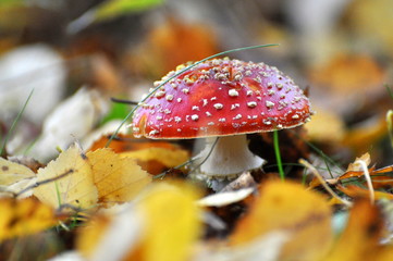 Amanita muscaria mushroom