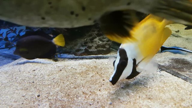 Beautiful fish in decorated Marine Aquarium stock footage video