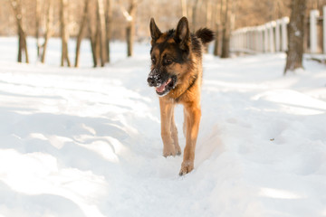 Dog german shepherd in a winter day