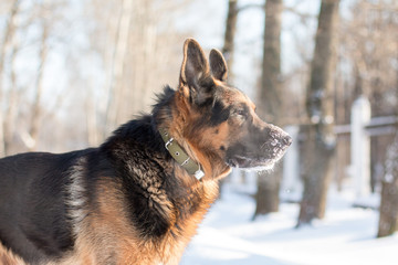 Dog german shepherd in a winter day