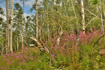 Obraz premium forest in the mountains