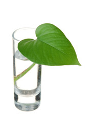 green leaf in a glass